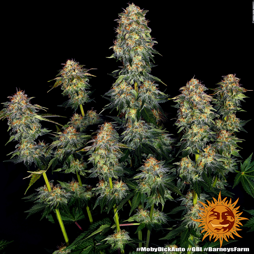 Moby Dick Auto Barney's Farm