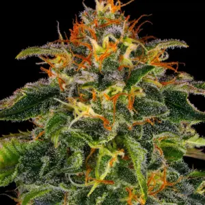 Moby Dick Barney's Farm
