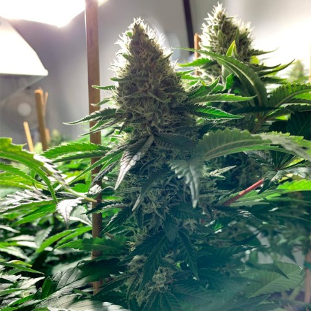 Moby Dick 10er Silent Seeds