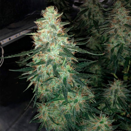 Moby Dick 10er Silent Seeds