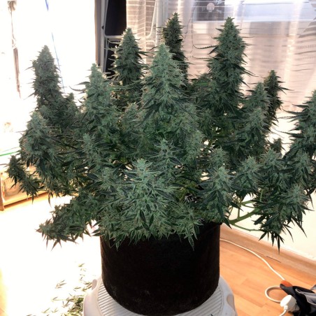 Moby Dick 10er Silent Seeds