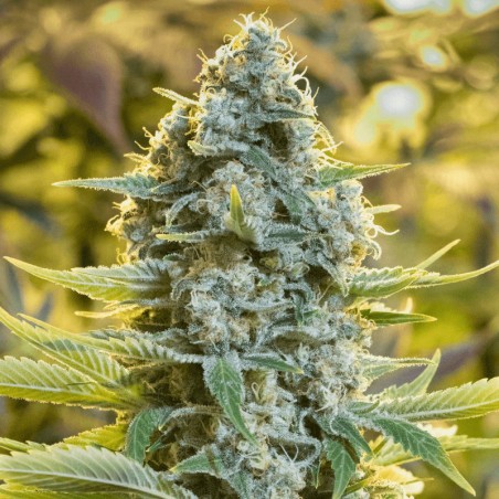 Moby Dick 3er Silent Seeds