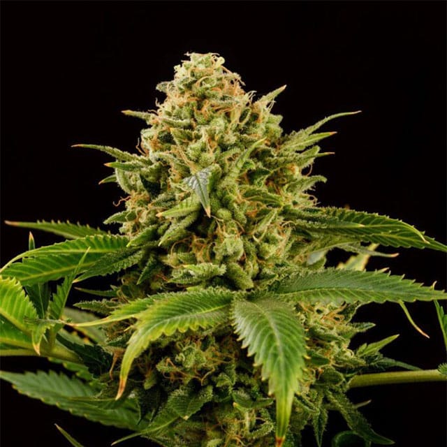Monkey Grease von Kannabia Seed Company