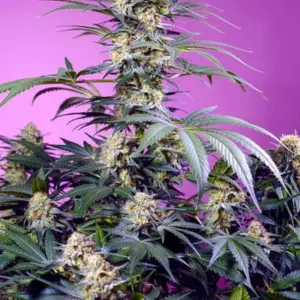 Monster Maker von Sweet Seeds