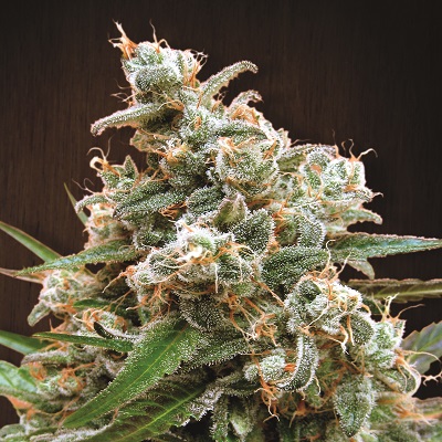 Nepal Jam von ACE Seeds