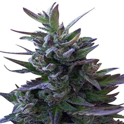 Nepal Mist von ACE Seeds