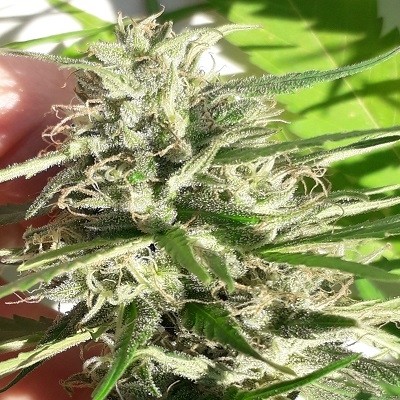 New Caledonia von ACE Seeds