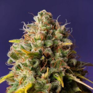 Northern Lights x Big Bud Auto von Expert Seeds
