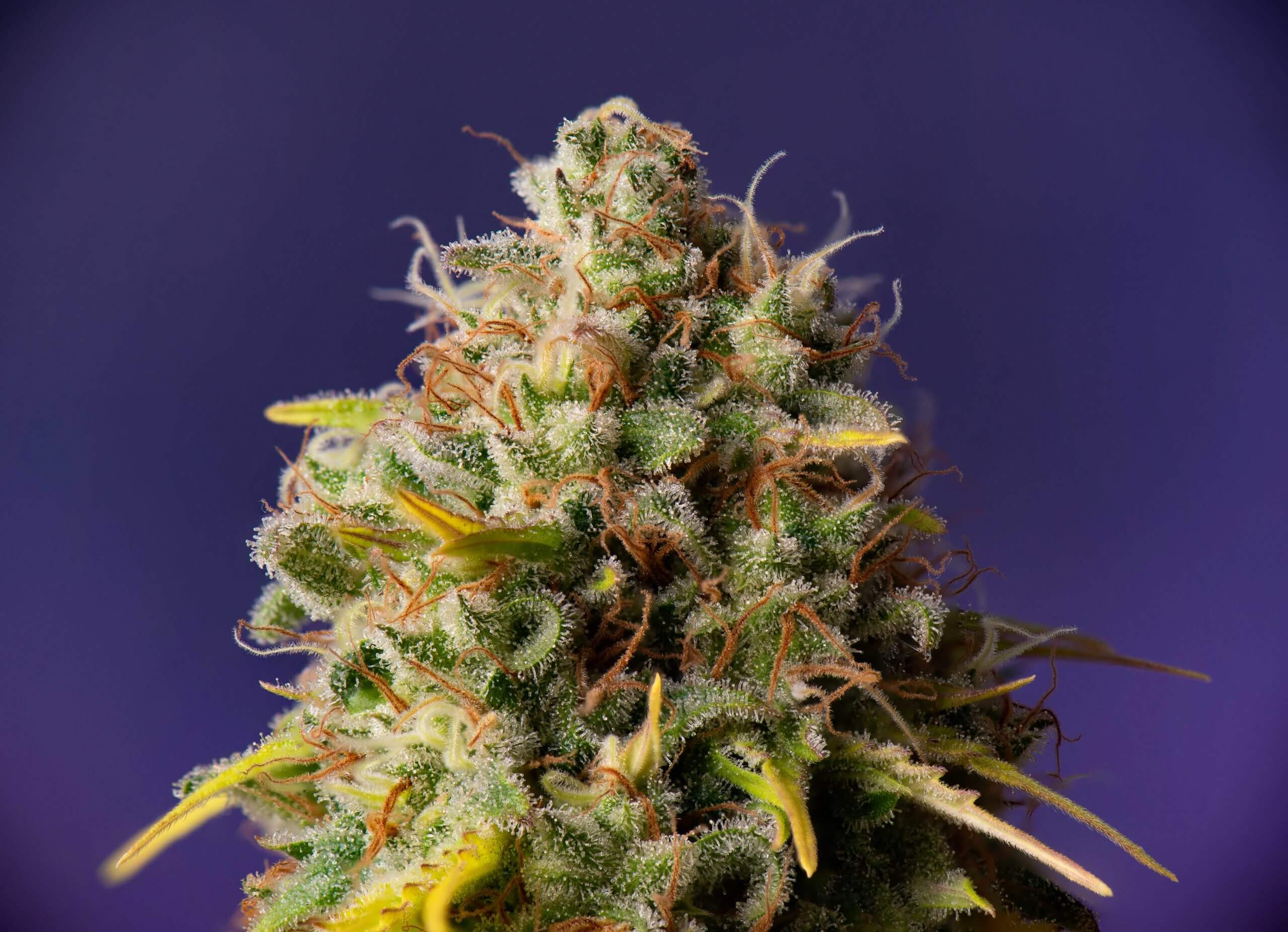 Northern Lights x Big Bud Auto von Expert Seeds