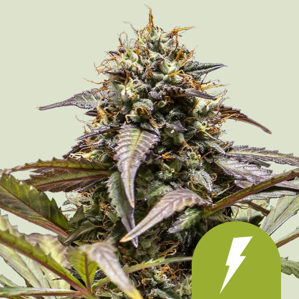 North Thunderfuck Auto von Royal Queen Seeds
