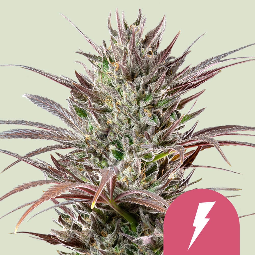 North Thunderfuck von Royal Queen Seeds