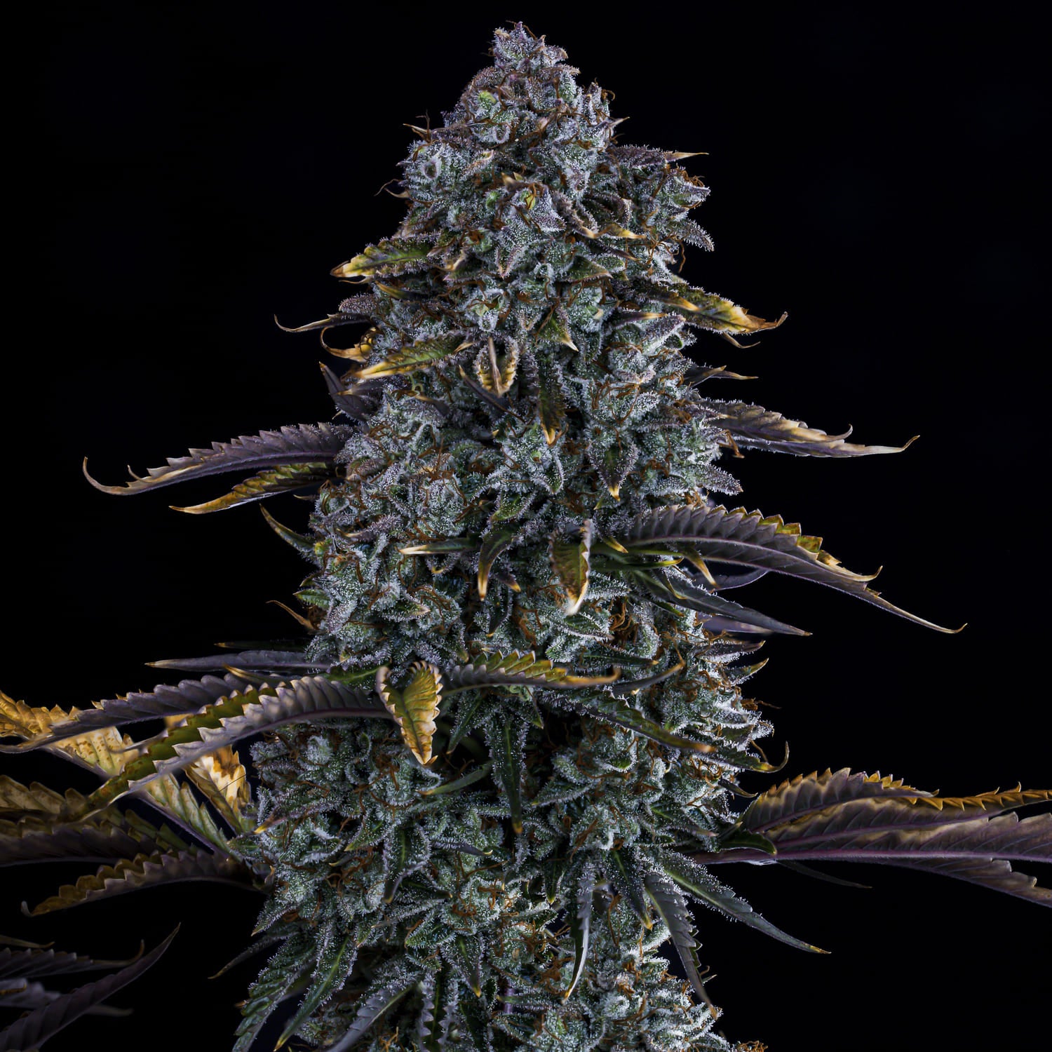 northern cheese haze 3+2er – mephisto genetics (autoflower samen)