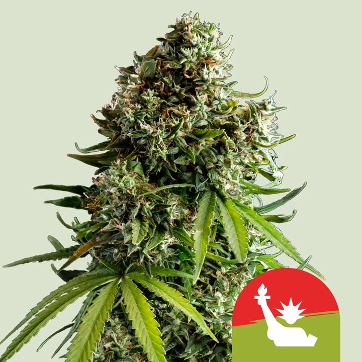 NYC Sour D Auto von Royal Queen Seeds