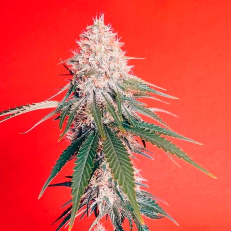 OG Kush 10er Silent Seeds