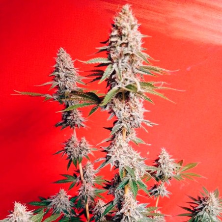 OG Kush 10er Silent Seeds