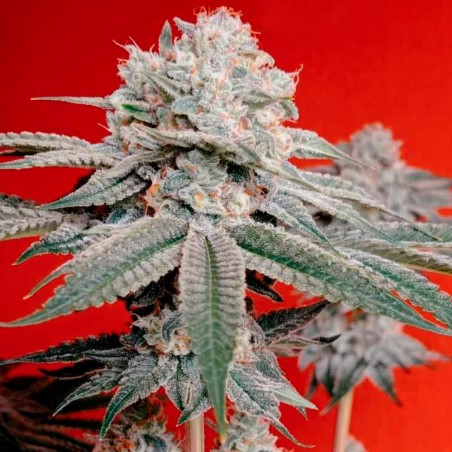 OG Kush 10er Silent Seeds