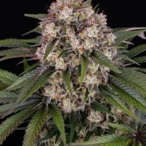 OG Kush Auto Barney's Farm