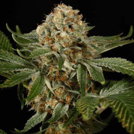 OG Kush 10er Silent Seeds