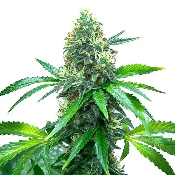 OG Kush von Blimburn Seeds