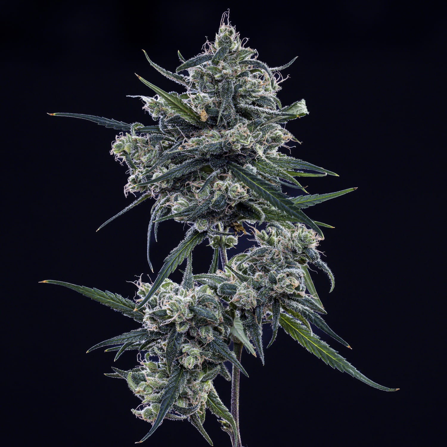 old school blues 3+2er – mephisto genetics (autoflower samen)