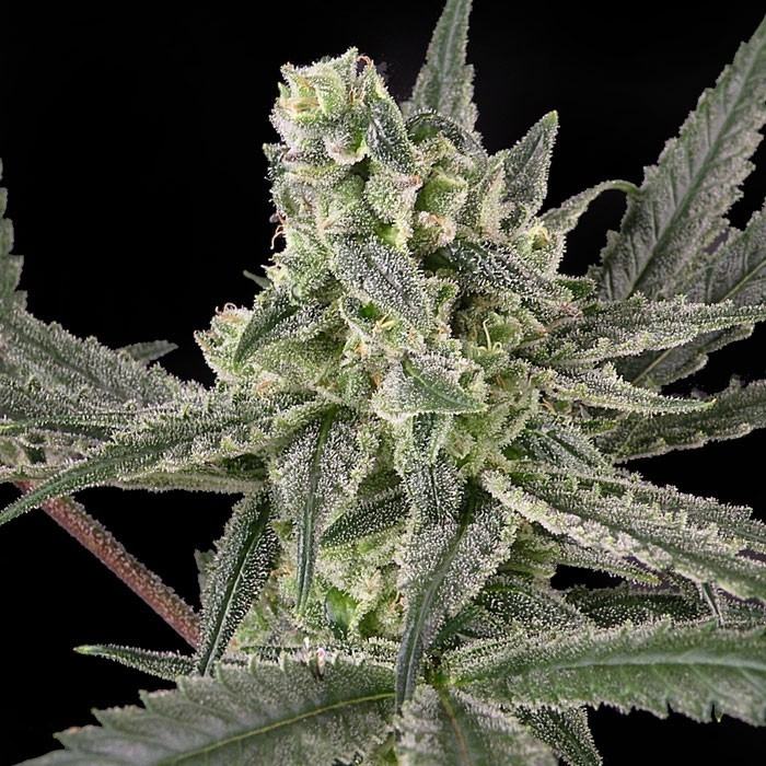 Old School von Ripper Seeds