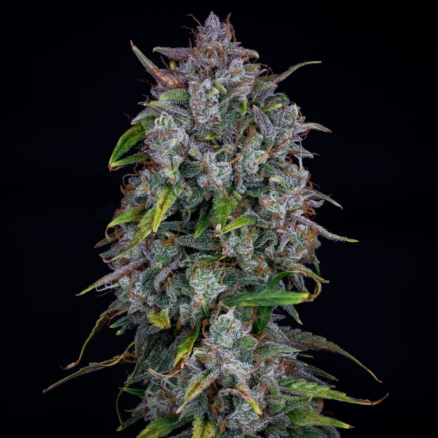 old school mango haze 3+2er – mephisto genetics (autoflower samen)