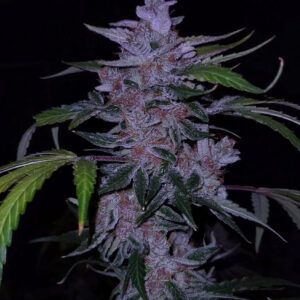 old school purple nuggets 3+2er – mephisto genetics (autoflower samen)