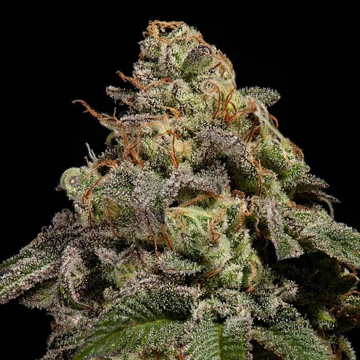 OMG von Ripper Seeds