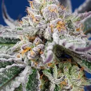 Orange Apricot Glue XL Auto von Sweet Seeds