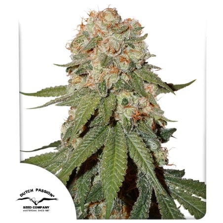 Orange Bud von Dutch Passion