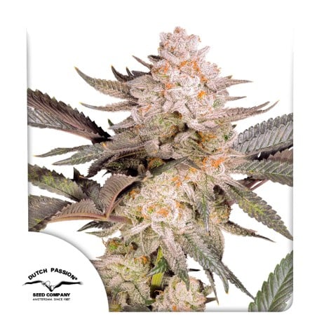 Orange Bud 2.0 von Dutch Passion