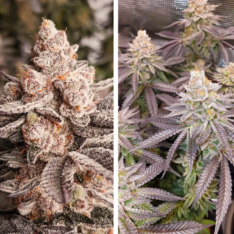 Orange Bud 2.0 von Dutch Passion
