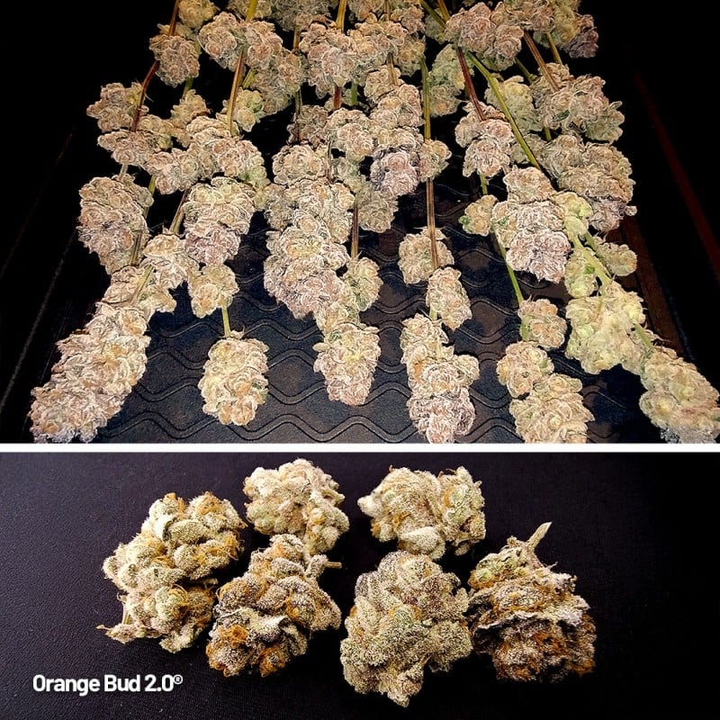 Orange Bud 2.0 von Dutch Passion