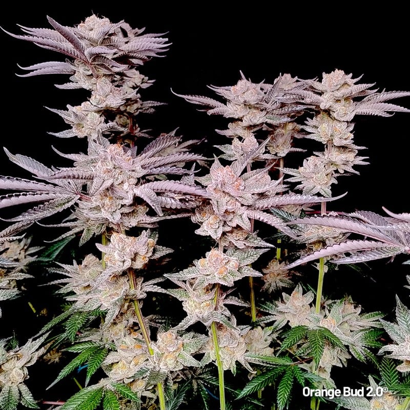 Orange Bud 2.0 von Dutch Passion
