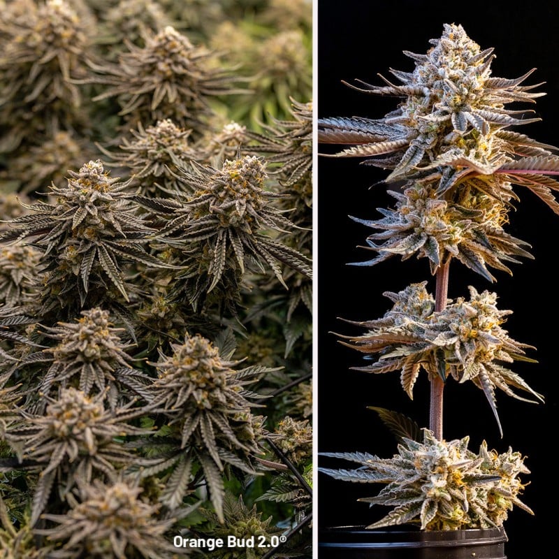 Orange Bud 2.0 von Dutch Passion