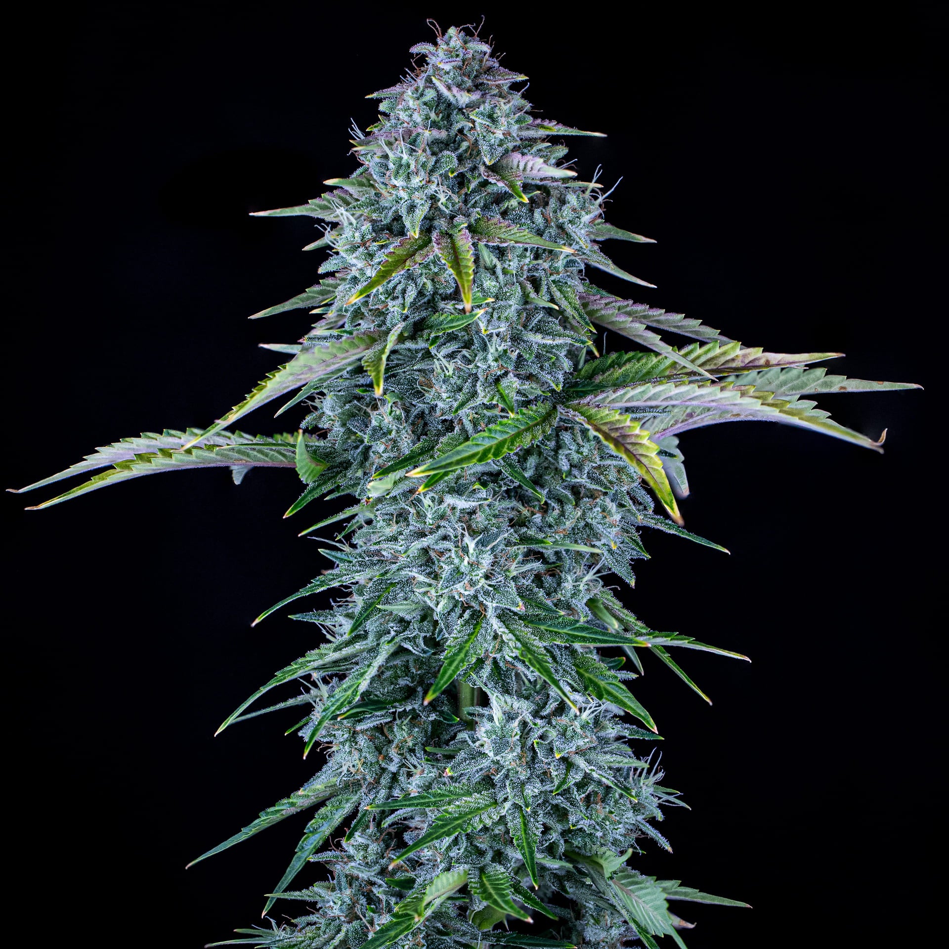 orange diesel 3+2er – mephisto genetics (autoflower samen)