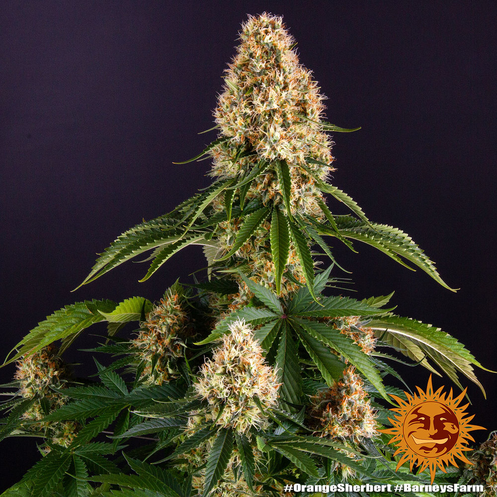 Orange Sherbert Barney's Farm