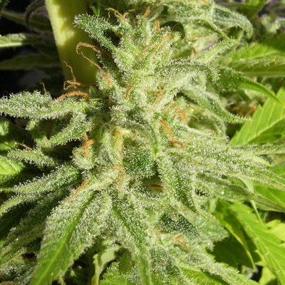 Orient Express von ACE Seeds