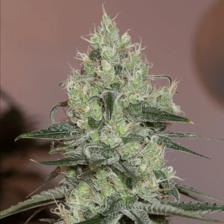 Original Amnesia 10er Silent Seeds