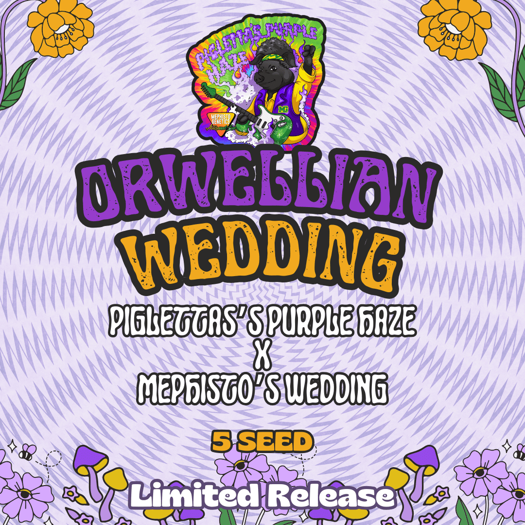 orwellian wedding 5er – mephisto genetics (autoflower samen)