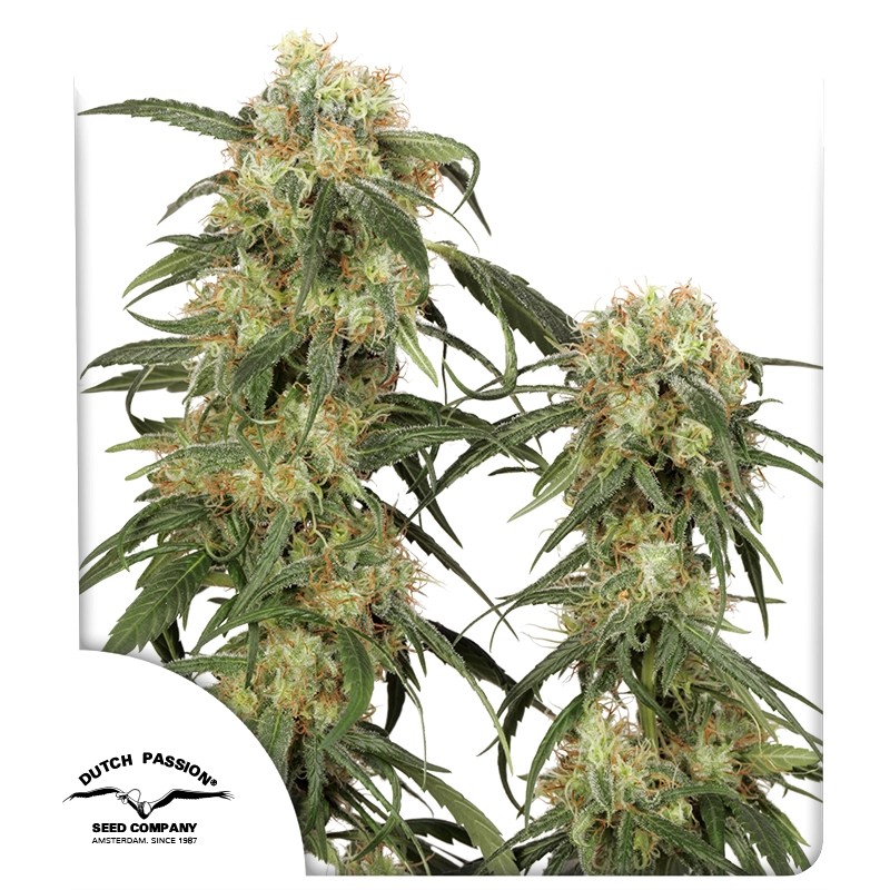 Pamir Gold von Dutch Passion