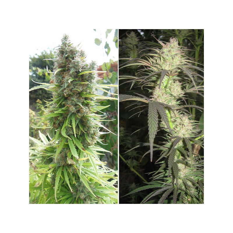 Pamir Gold von Dutch Passion