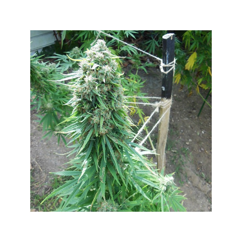 Pamir Gold von Dutch Passion