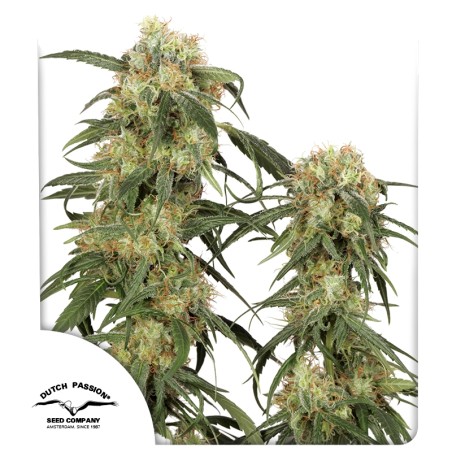Pamir Gold von Dutch Passion