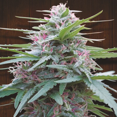 Panama von ACE Seeds