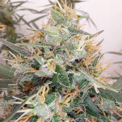 Panama A5 Haze von ACE Seeds