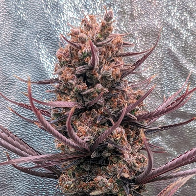 Panama Haze von ACE Seeds