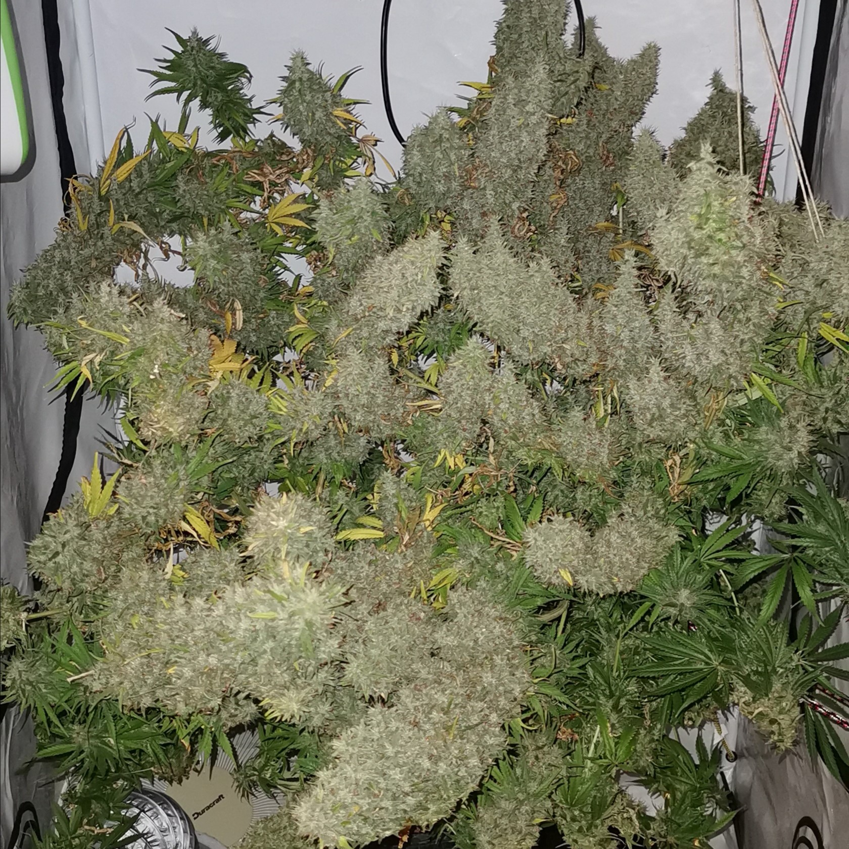 Panama x Bangi Haze von ACE Seeds