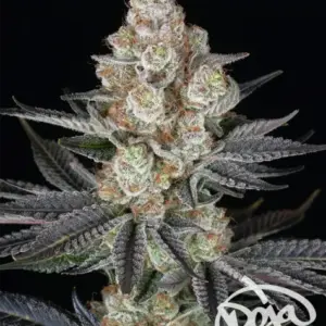 Papaya Frosting von Barney’s Farm