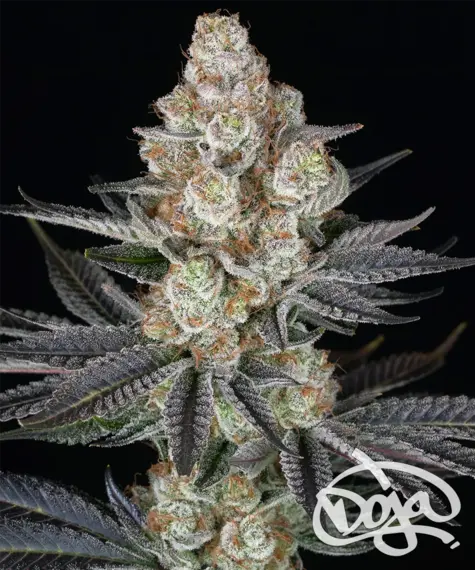 Papaya Frosting von Barney’s Farm